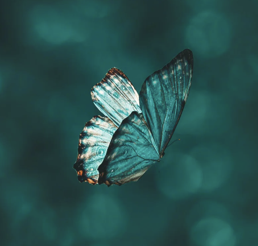 The Butterfly Effect
